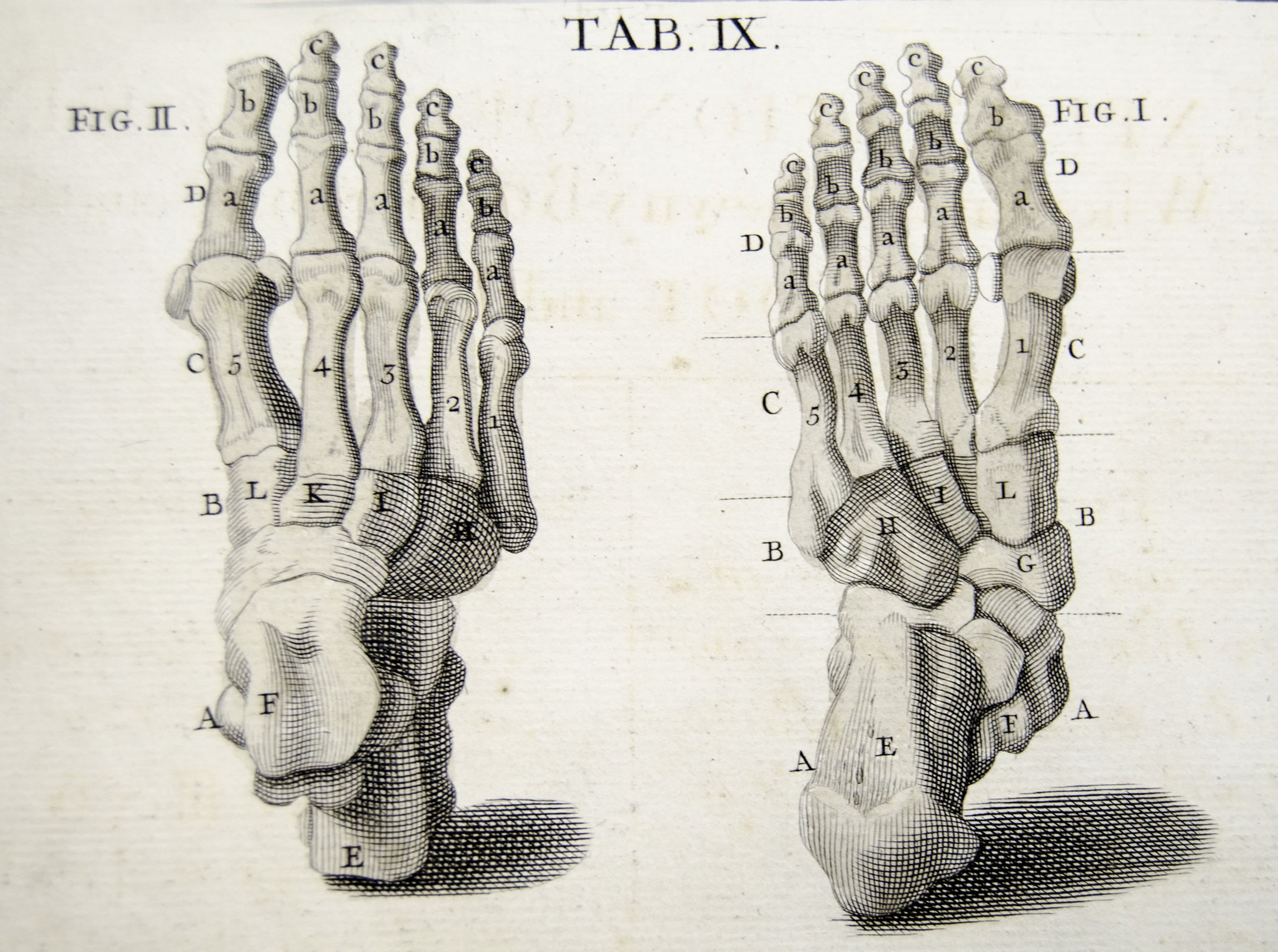 The bones of the human foot. University of Liverpool Faculty of Health 