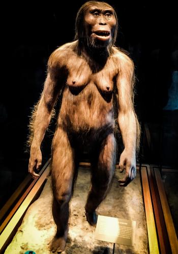 A recreation of Lucy welcomes visitors to the Museum of Anthropology and History in Mexico. Ernesto Lazaros (CC-BY-SA)