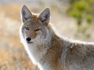 Coyote in Yellowstone