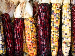 Flint corn