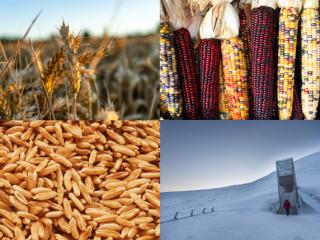 Clockwise: Wheat in a field, flint corn, kamut grains, and the Svalbard Global Seed Vault.