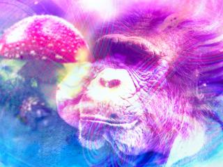 Magic mushrooms and our primate ancestors