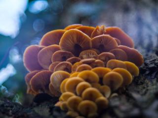 Mushrooms on a tree