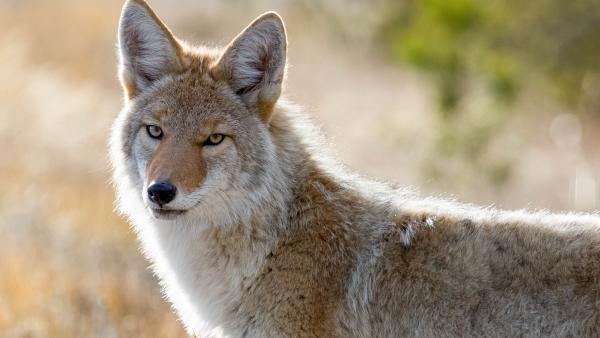 Coyote in Yellowstone