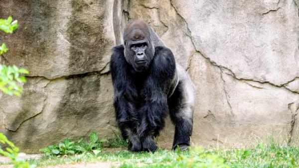 gorilla