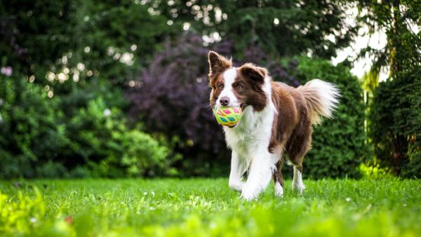 a border collie runs with a ball