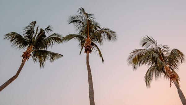 palm trees