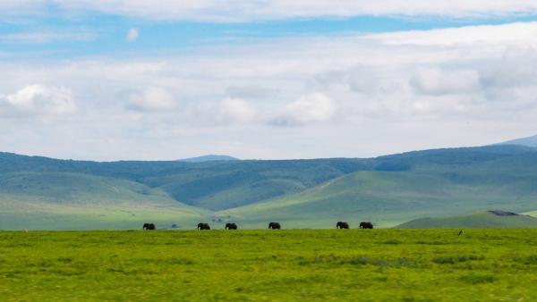 A parade of elephants in the Ngorongoro Crater