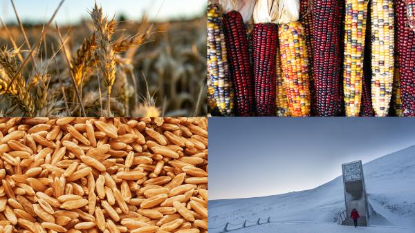 Clockwise: Wheat in a field, flint corn, kamut grains, and the Svalbard Global Seed Vault.