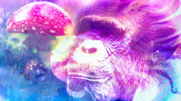 Magic mushrooms and our primate ancestors