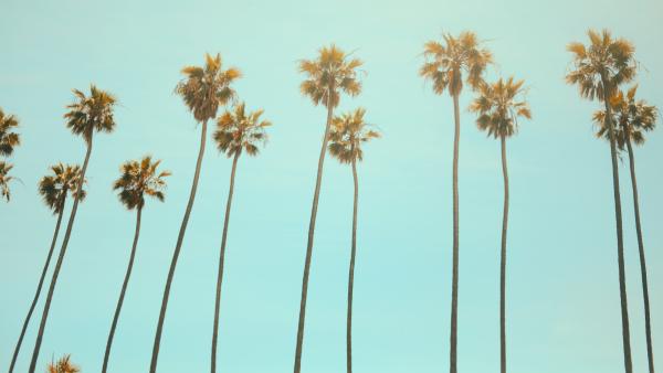 palm trees