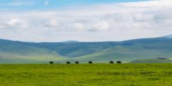 A parade of elephants in the Ngorongoro Crater