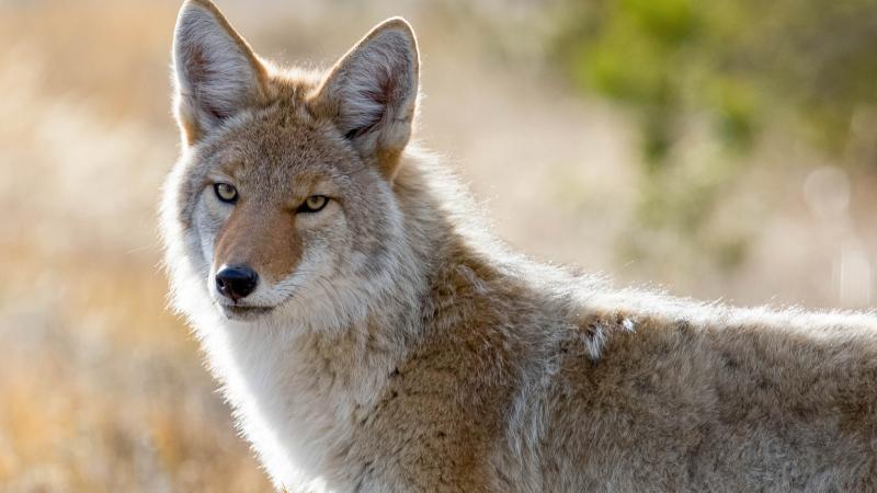 Coyote in Yellowstone