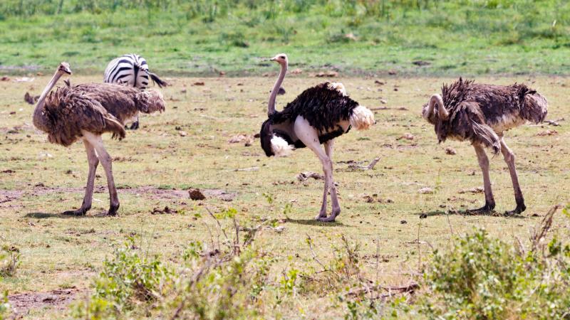 A male ostrich shows off its evolutionarily superior legs in Amboseli National Park, Kenya. 