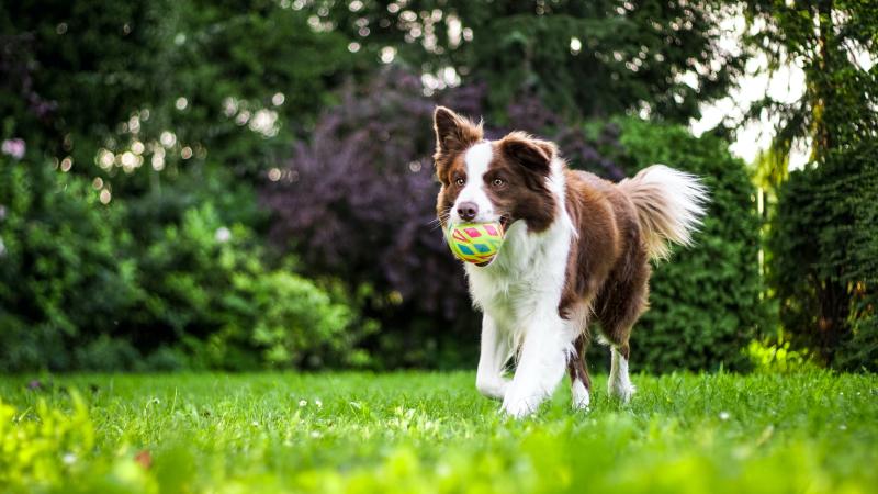 a border collie runs with a ball