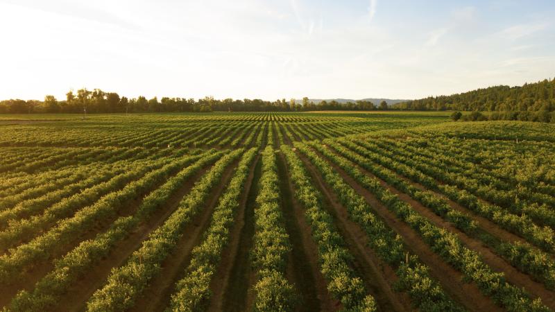 farm fields