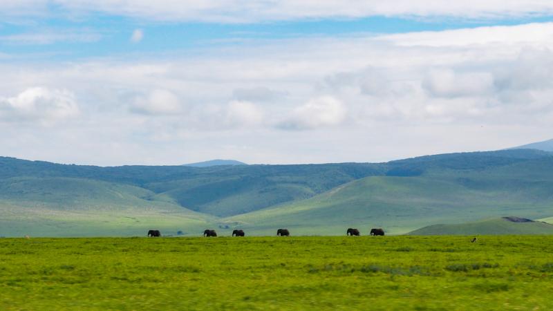 A parade of elephants in the Ngorongoro Crater