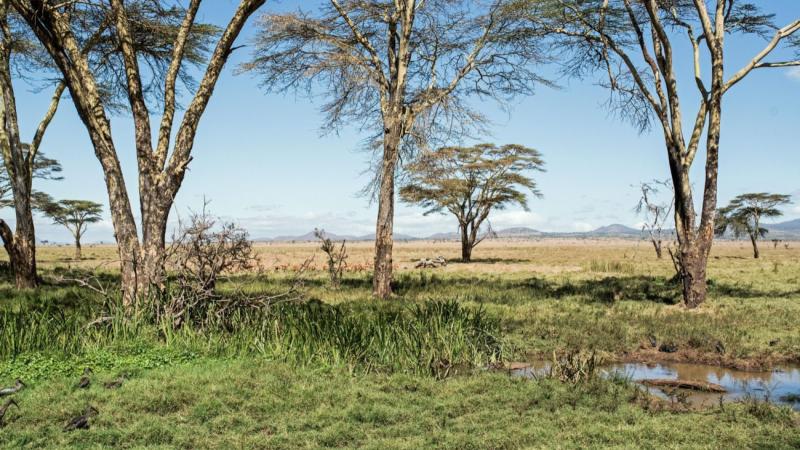 Kenyan landscape