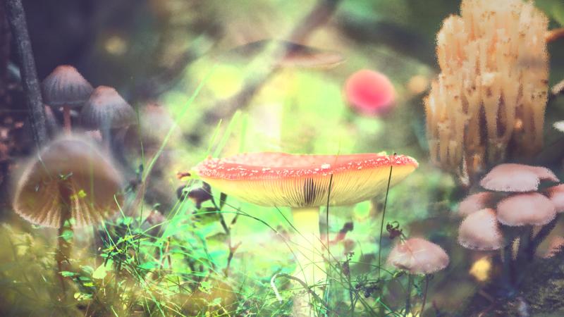 The Weird, Wild World of Mushrooms To The Best Of Our Knowledge