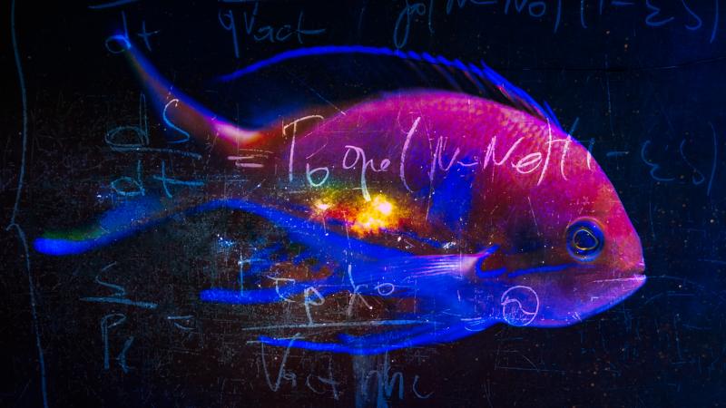 Math, biology and the other follies of man trying to explain the universe.