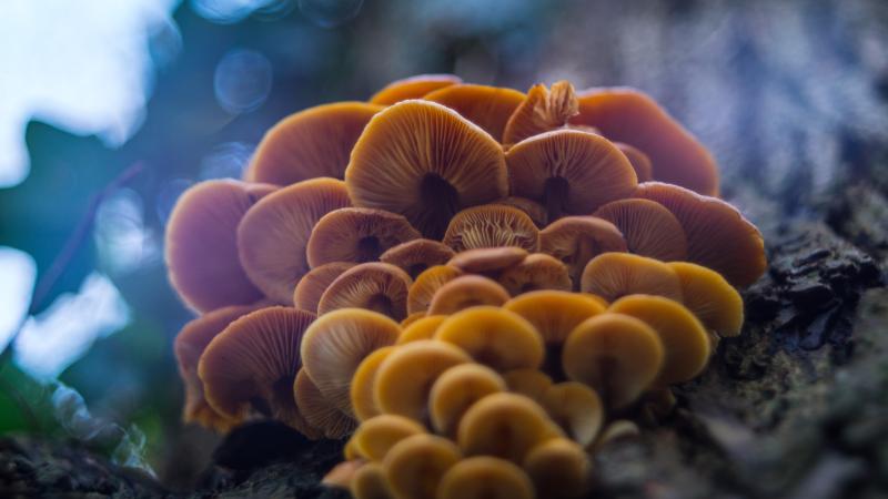 Mushrooms on a tree