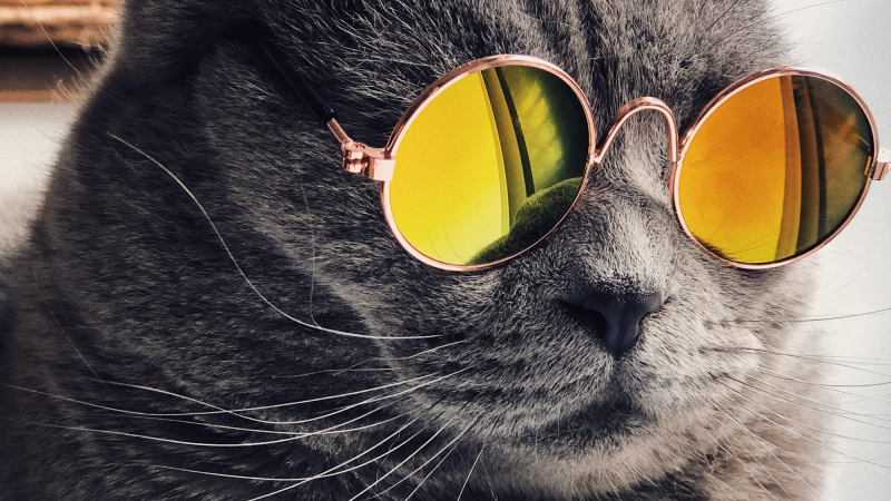 cool cat